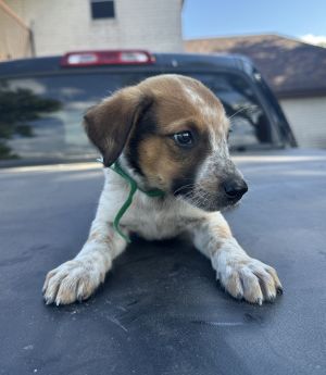 Howard (Big Bang Theory Litter)