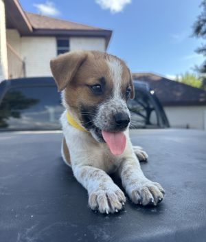 Raj (Big Bang Theory Litter)
