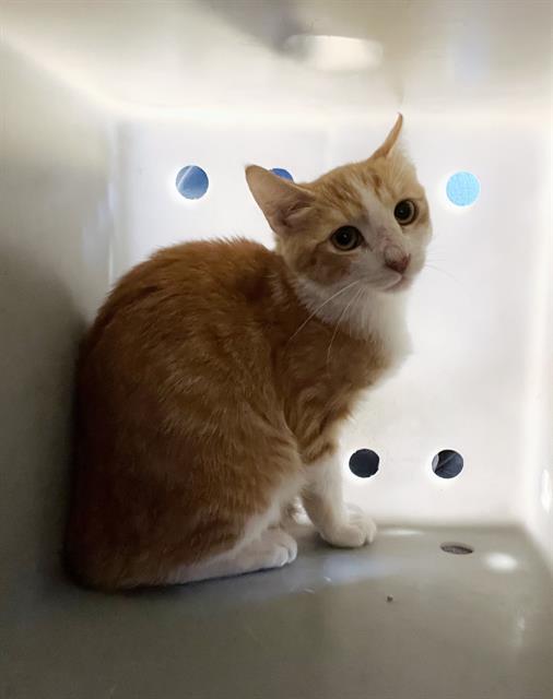 LEO