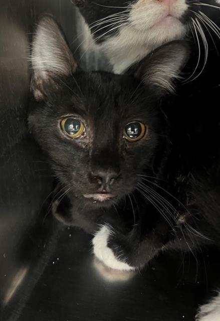 PANTHER