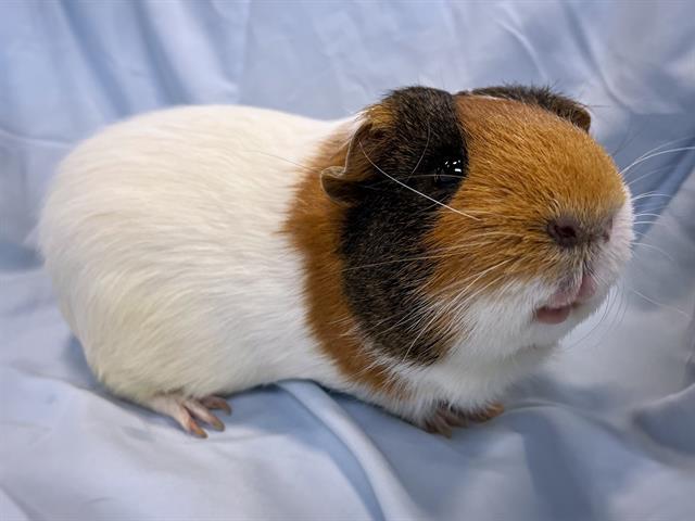 SPUD