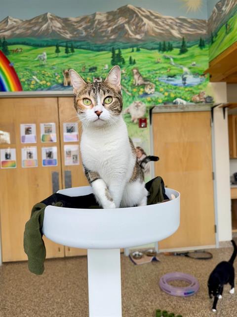 MAGGIE, an adoptable Domestic Short Hair in Frisco, CO, 80443 | Photo Image 1