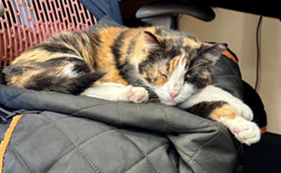 SABRINA, an adoptable Domestic Short Hair in Frisco, CO, 80443 | Photo Image 1