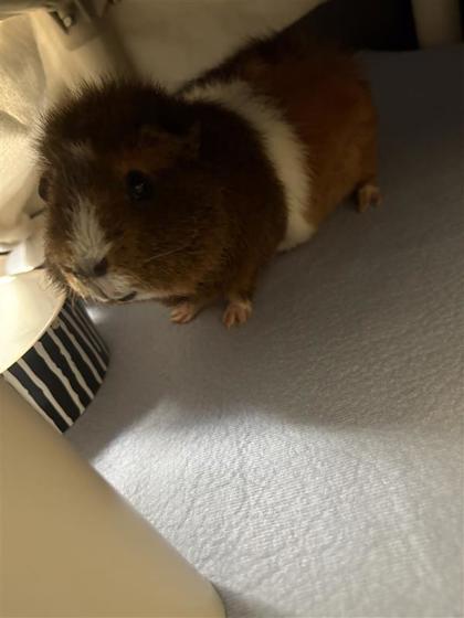 Ginger