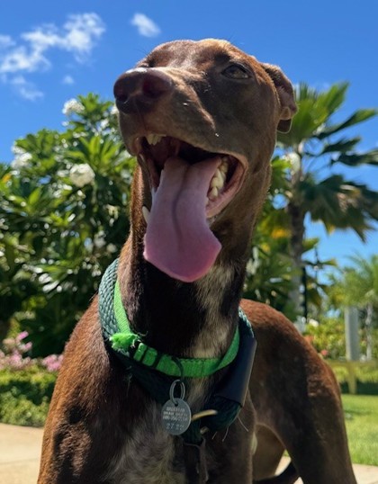 Jessie, an adoptable Rhodesian Ridgeback, Mixed Breed in Honolulu, HI, 96826 | Photo Image 1