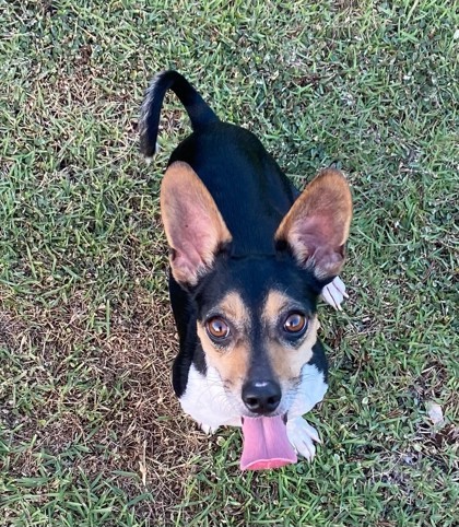 Coco, an adoptable Rat Terrier, Smooth Fox Terrier in Honolulu, HI, 96826 | Photo Image 1