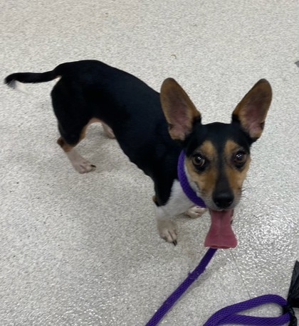Coco, an adoptable Rat Terrier, Smooth Fox Terrier in Honolulu, HI, 96826 | Photo Image 2