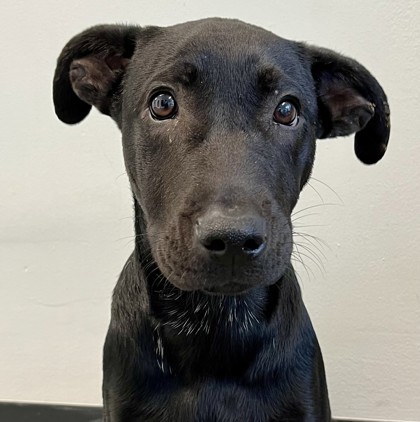 Duke