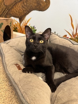 Crispin, an adoptable Domestic Short Hair in Harbor Springs, MI, 49740 | Photo Image 1