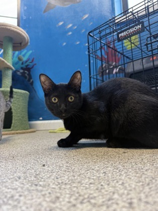 Crispin, an adoptable Domestic Short Hair in Harbor Springs, MI, 49740 | Photo Image 2