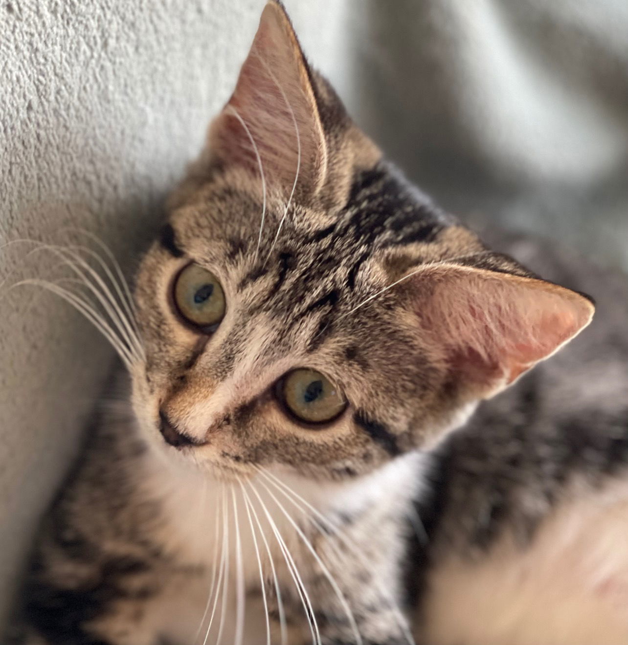 Frankie