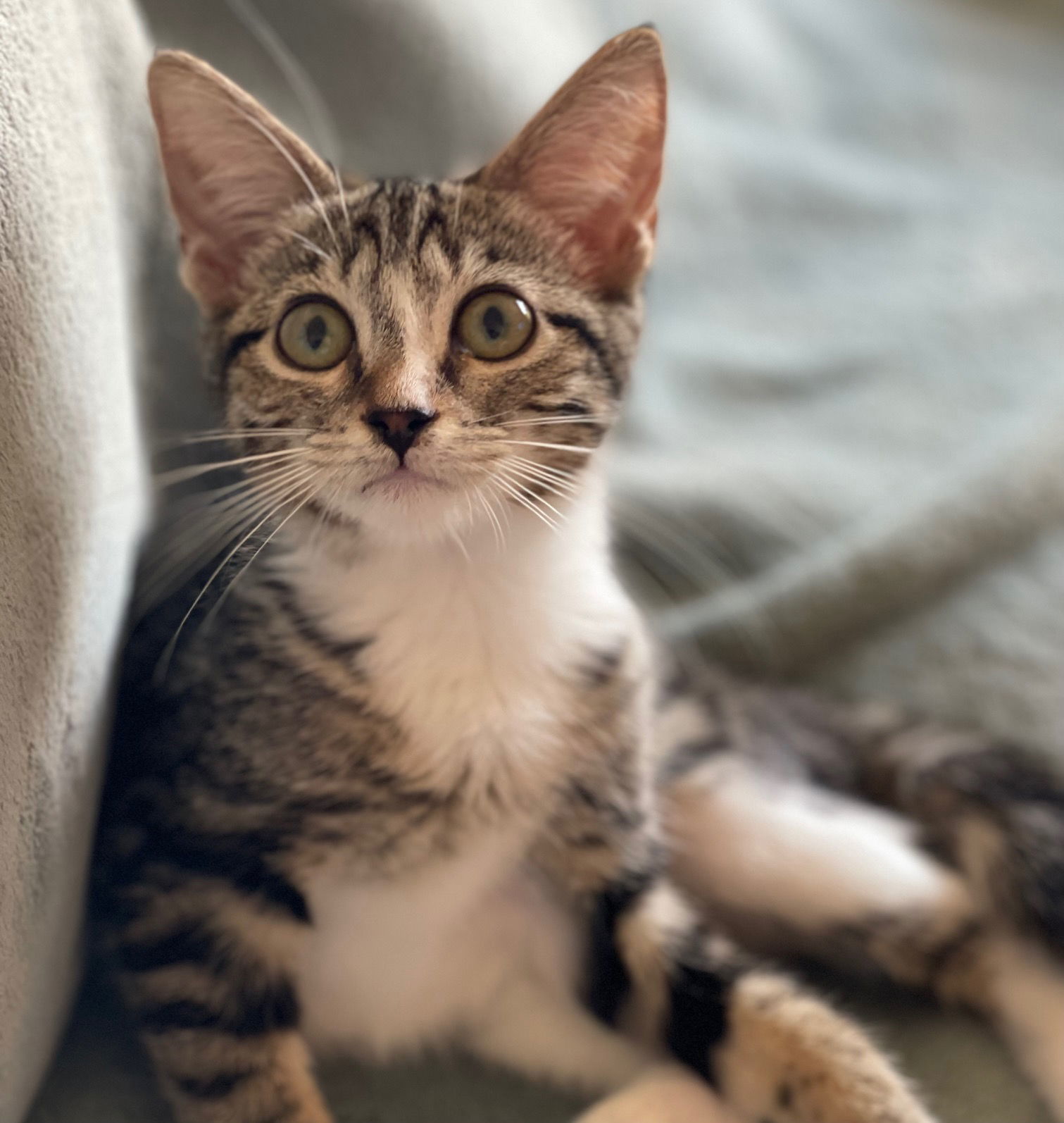 Frankie