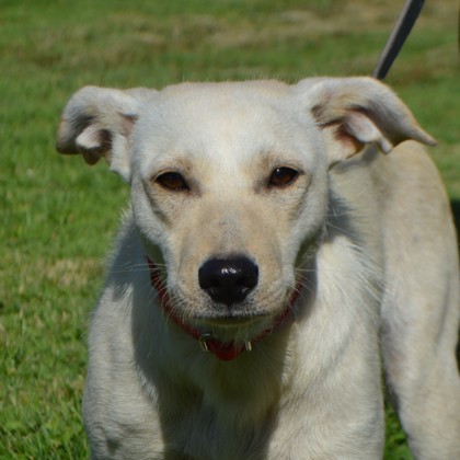Zena