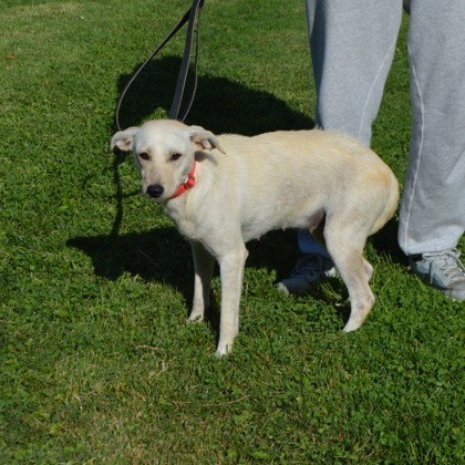 Zena