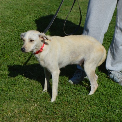 Zena