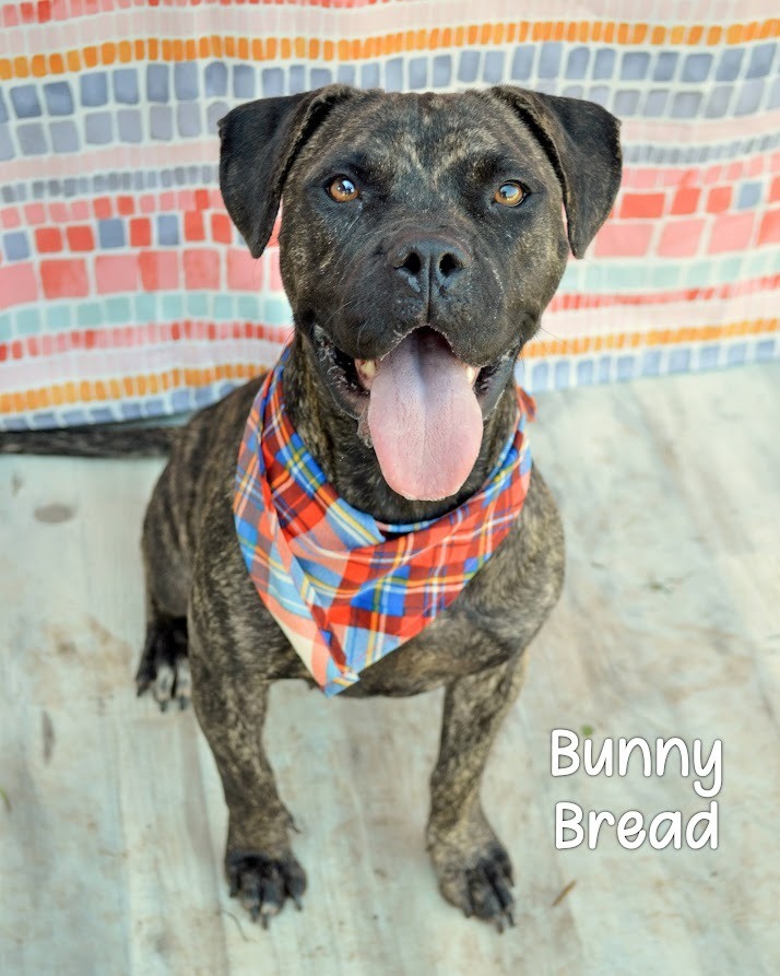 Bunny Bread
