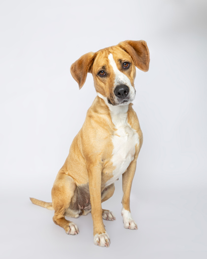 Harley, an adoptable Mixed Breed in Harbor Springs, MI, 49740 | Photo Image 1