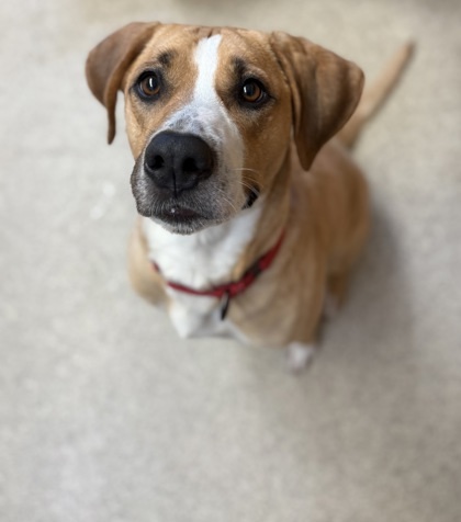 Harley, an adoptable Mixed Breed in Harbor Springs, MI, 49740 | Photo Image 2