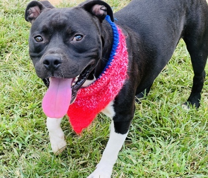 Bear $85 Fostered