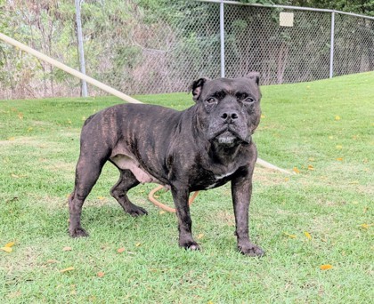 Elara, an adoptable American Staffordshire Terrier, Mixed Breed in Honolulu, HI, 96826 | Photo Image 1