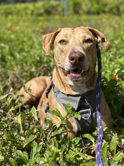 Honey, an adoptable Hound, Mixed Breed in Honolulu, HI, 96826 | Photo Image 1