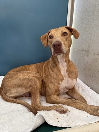 Honey, an adoptable Hound, Mixed Breed in Honolulu, HI, 96826 | Photo Image 2