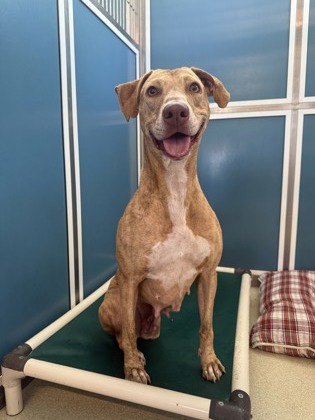 Honey, an adoptable Hound, Mixed Breed in Honolulu, HI, 96826 | Photo Image 3