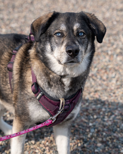 Shadow, an adoptable Siberian Husky, Labrador Retriever in Pequot Lakes, MN, 56472 | Photo Image 1