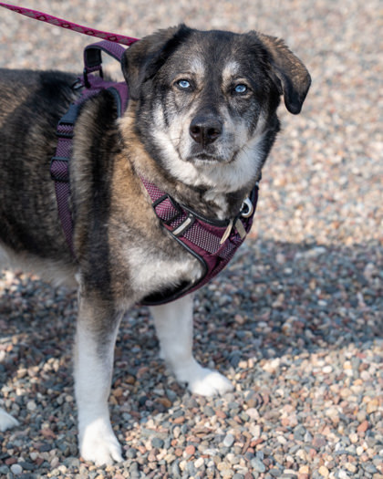 Shadow, an adoptable Siberian Husky, Labrador Retriever in Pequot Lakes, MN, 56472 | Photo Image 2
