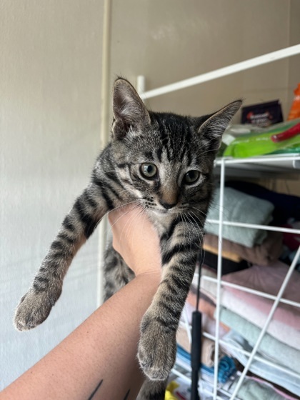Curiosity