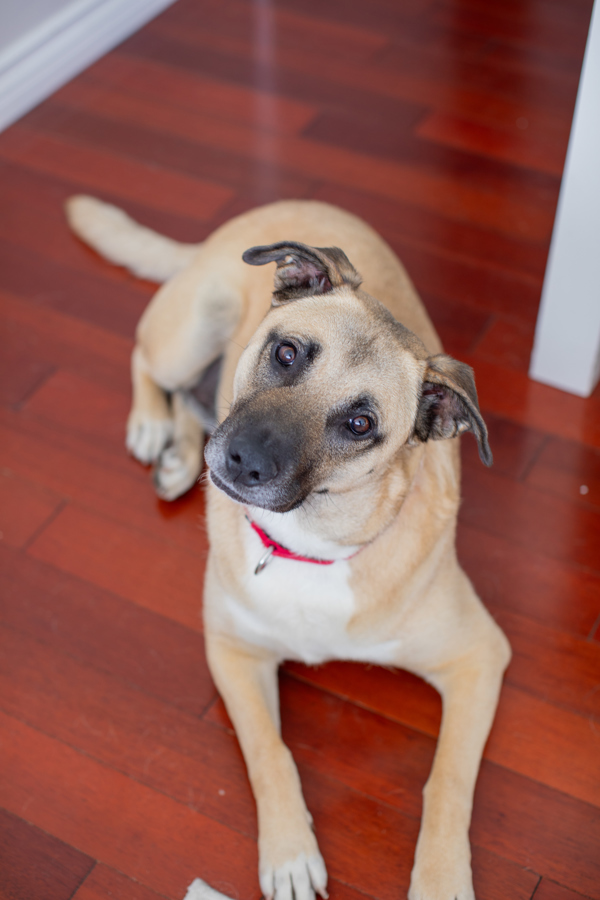 Sam, an adoptable Chinook, Black Mouth Cur in San Diego, CA, 92110 | Photo Image 1