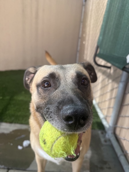 Sam, an adoptable Chinook, Black Mouth Cur in San Diego, CA, 92110 | Photo Image 2