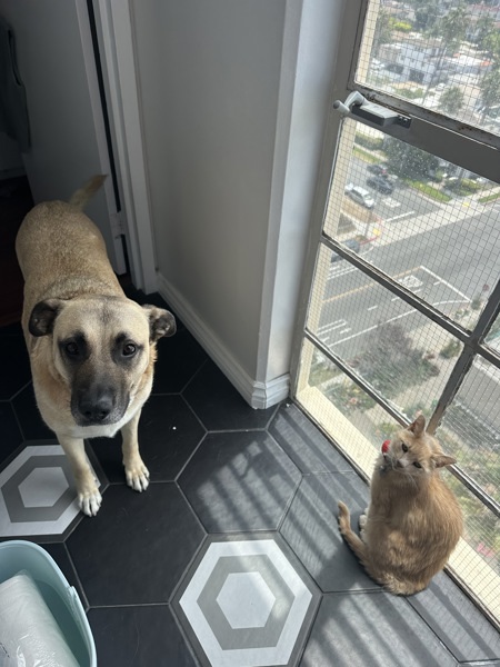 Sam, an adoptable Chinook, Black Mouth Cur in San Diego, CA, 92110 | Photo Image 4