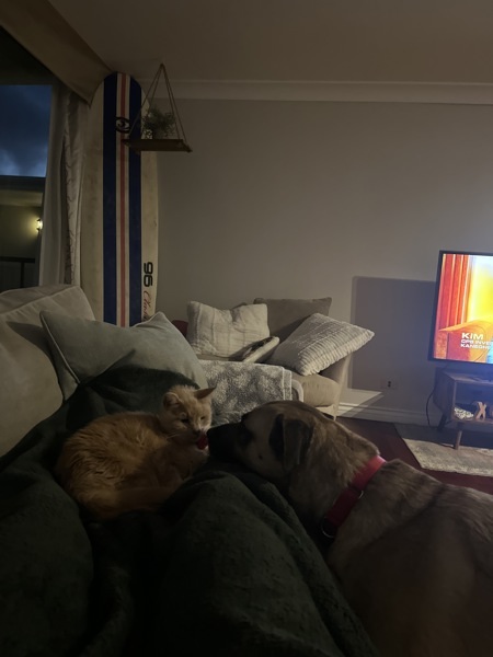 Sam, an adoptable Chinook, Black Mouth Cur in San Diego, CA, 92110 | Photo Image 5