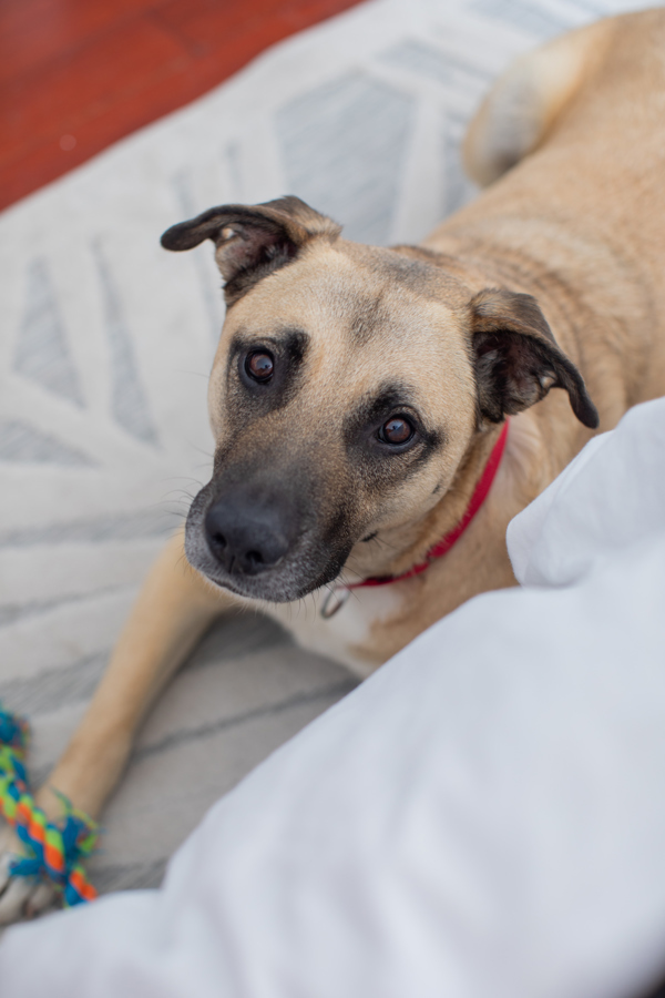 Sam, an adoptable Chinook, Black Mouth Cur in San Diego, CA, 92110 | Photo Image 6