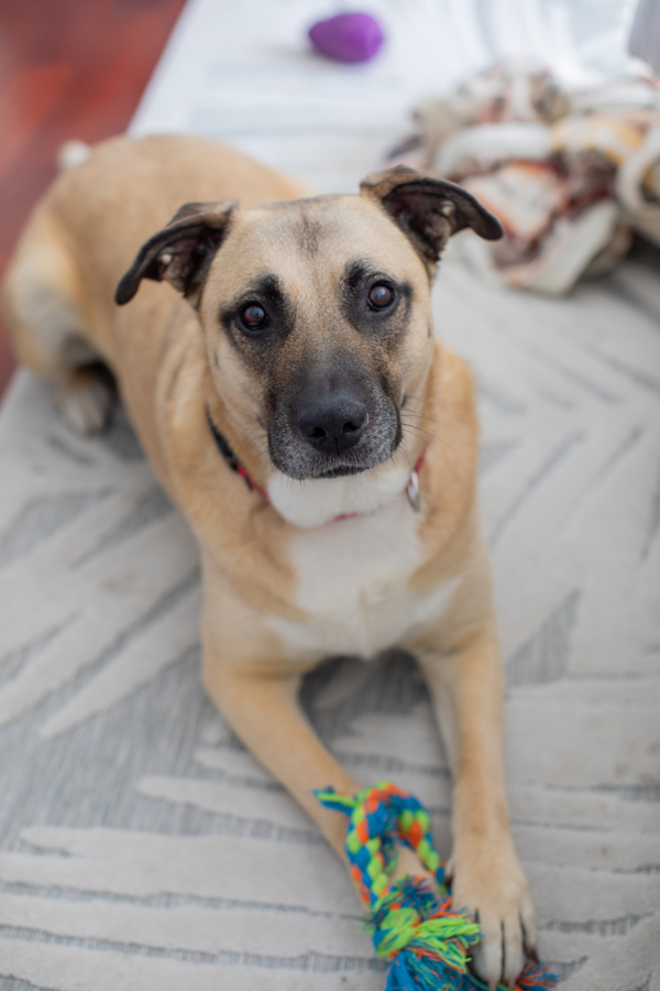 Sam, an adoptable Chinook, Black Mouth Cur in San Diego, CA, 92110 | Photo Image 6