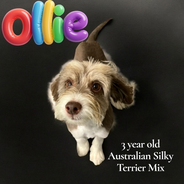 Ollie