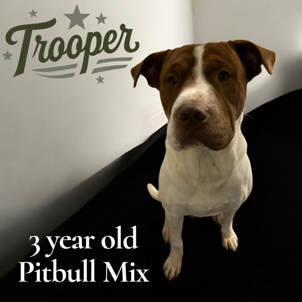 Trooper
