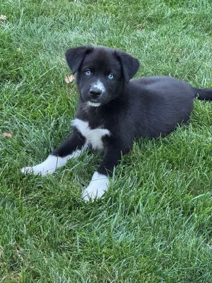 Mickey (Chestnut Aussies)