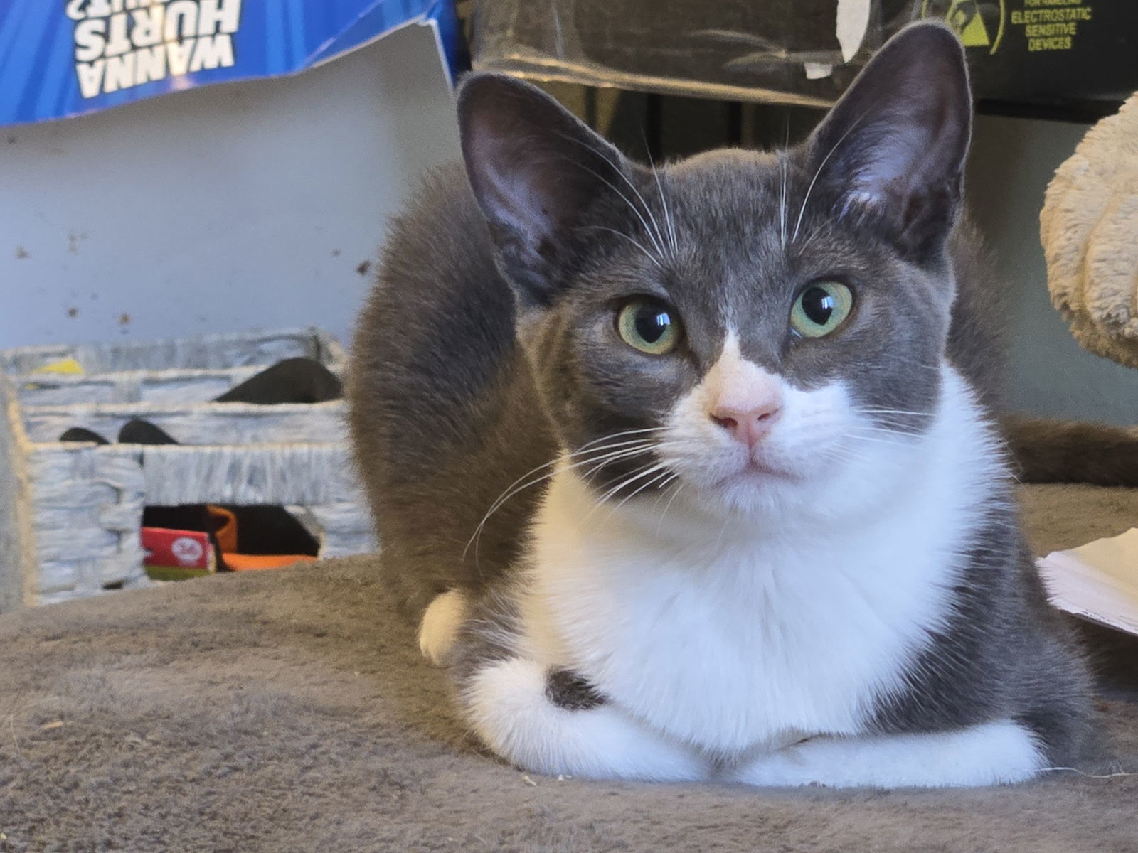 Dorian (Dory)