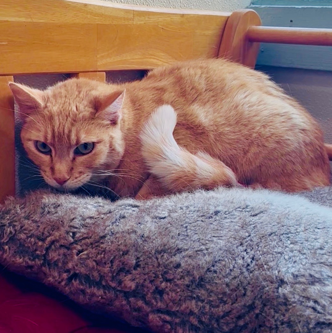 Crowley, an adoptable Domestic Short Hair in Dillon, MT, 59725 | Photo Image 1