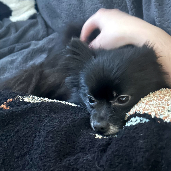 Molly thumbnail 2