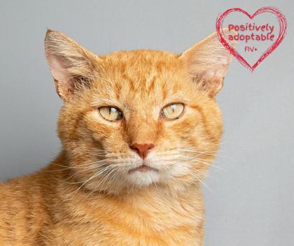 Dayton, an adoptable Domestic Short Hair in Longmont, CO, 80501 | Photo Image 1