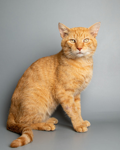 Dayton, an adoptable Domestic Short Hair in Longmont, CO, 80501 | Photo Image 2