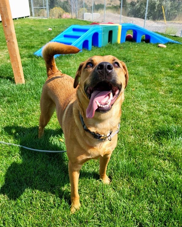 Dawn 45145, an adoptable Labrador Retriever in Pocatello, ID, 83205 | Photo Image 1