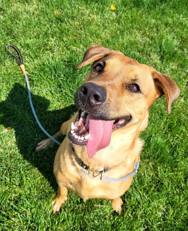 Dawn 45145, an adoptable Labrador Retriever in Pocatello, ID, 83205 | Photo Image 2