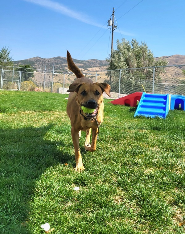 Dawn 45145, an adoptable Labrador Retriever in Pocatello, ID, 83205 | Photo Image 3