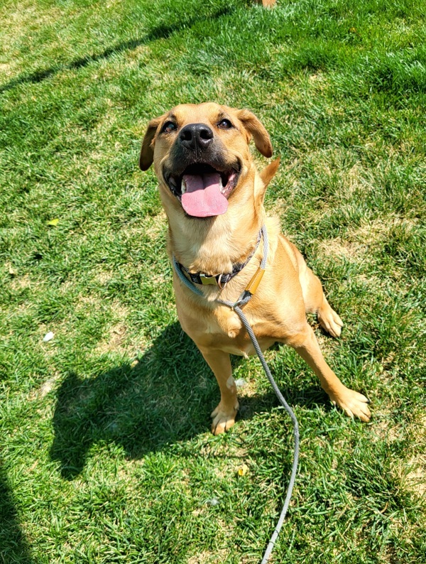 Dawn 45145, an adoptable Labrador Retriever in Pocatello, ID, 83205 | Photo Image 4