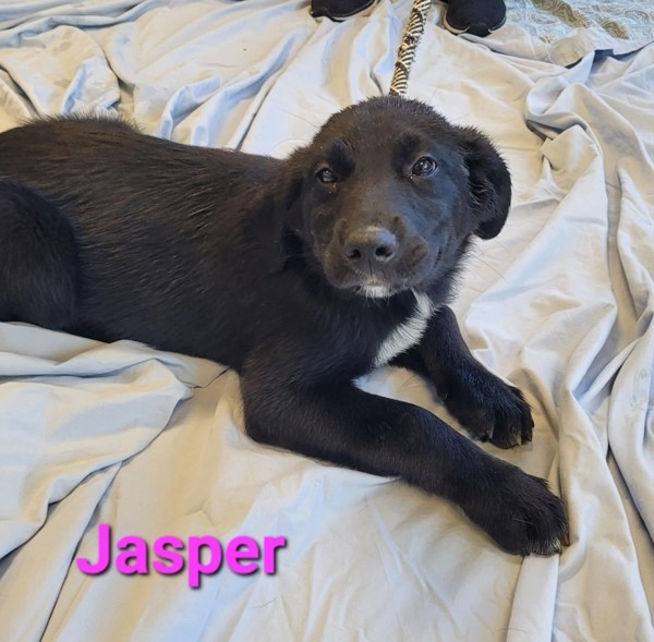 Jasper thumbnail 2