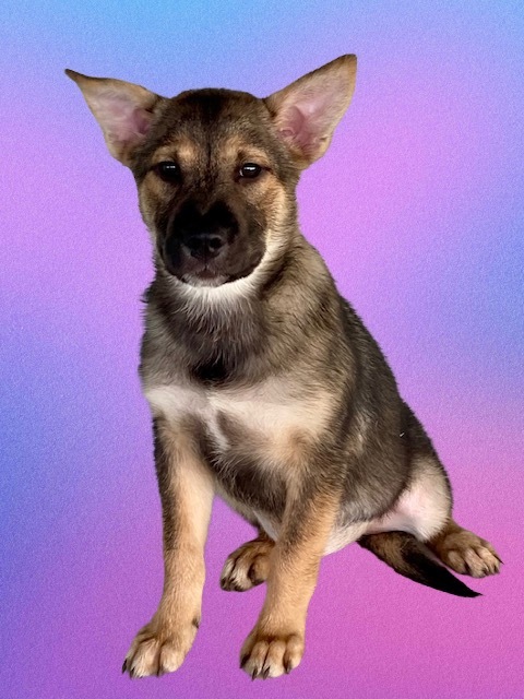 Drake Sypher